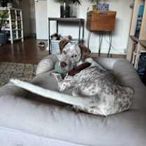 Thumbnail photo of Pup Paige #3
