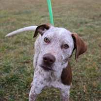 Thumbnail photo of Pup Paige #4