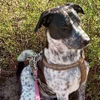 adopt-pet