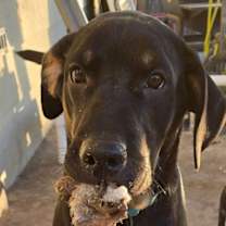 Thumbnail photo of Lucas #4