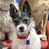 adopt-pet