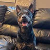 Thumbnail photo of Wrangler #1