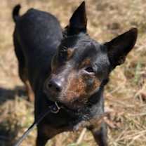 Thumbnail photo of Wrangler #2