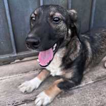 Thumbnail photo of Samantha #3