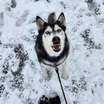 Thumbnail photo of Axel and Canada #3