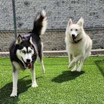 Thumbnail photo of Axel and Canada #1