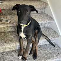 Thumbnail photo of Archie #1