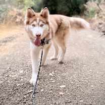 Thumbnail photo of Odin #3