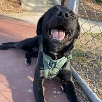 Thumbnail photo of Bear #3