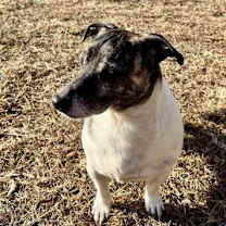 Thumbnail photo of Whiskey* #4