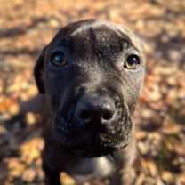 Thumbnail photo of Kanga #4