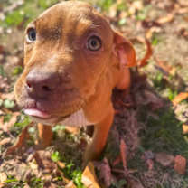 Thumbnail photo of Roo #2