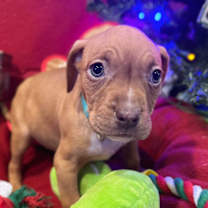 Thumbnail photo of Roo #4