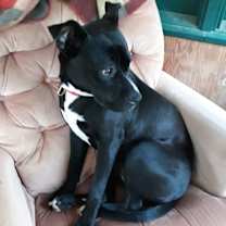 Thumbnail photo of Bitsy (Courtesy Post) #2