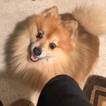 Thumbnail photo of Dixie #1