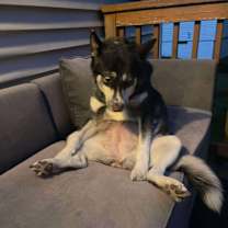 Thumbnail photo of Nova #1