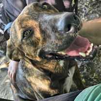 Thumbnail photo of Jay #4