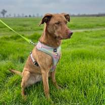 Thumbnail photo of Hazel #1