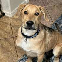 adopt-pet