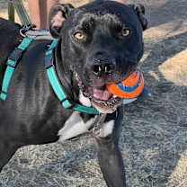 Thumbnail photo of Zorro #4