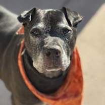 adopt-pet