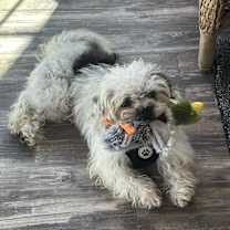 Thumbnail photo of CAGNEY #1