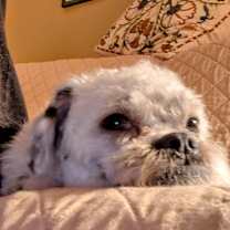 Thumbnail photo of CAGNEY #2