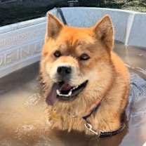 Thumbnail photo of Ronnie #1