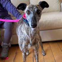 Thumbnail photo of India #1