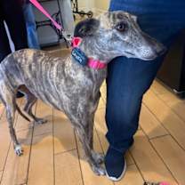 Thumbnail photo of India #3