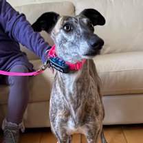 Thumbnail photo of India #4