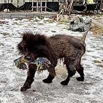 Thumbnail photo of Adopted! Chance #3