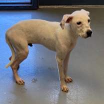 Thumbnail photo of Buster #3