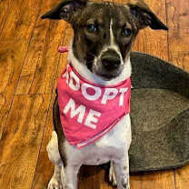 Thumbnail photo of Libra #4