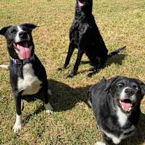 Thumbnail photo of Scarlett #2