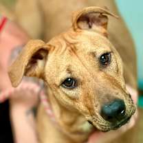 Thumbnail photo of Rosie #2