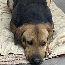 adopt-pet