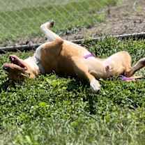 Thumbnail photo of Tetra #3