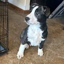 Thumbnail photo of Mickey #3