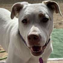 Thumbnail photo of Stella #2