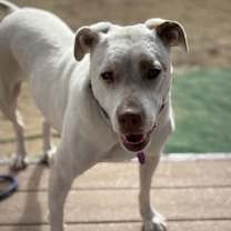 Thumbnail photo of Stella #3