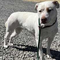 Thumbnail photo of Stella #4