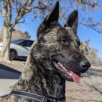 Thumbnail photo of Shadow #2