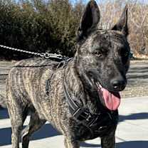 Thumbnail photo of Shadow #3