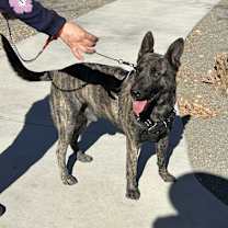 Thumbnail photo of Shadow #4