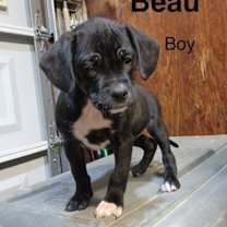 Thumbnail photo of Beau (Mall of NH) #2