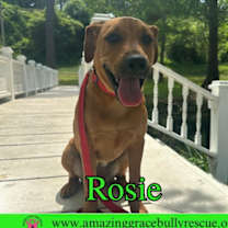 Thumbnail photo of Rosie #1