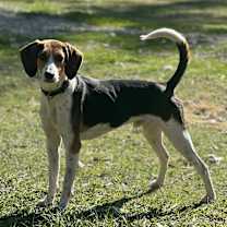 Thumbnail photo of Dutch #1