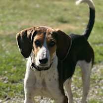 Thumbnail photo of Dutch #3