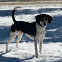 Thumbnail photo of Dutch #4